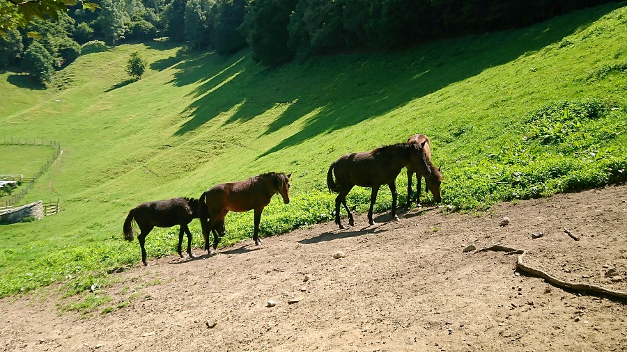 Cavallini della Giara - cavalli selvaggi che vivono allo stato brado in Sardegna poco inclini al contatto con l'uomo
